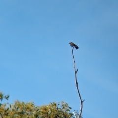 Artamus cyanopterus at Gelston Park, NSW - suppressed