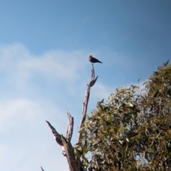 Artamus cyanopterus at Gelston Park, NSW - suppressed