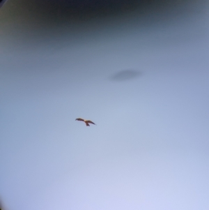 Milvus migrans at Gelston Park, NSW - suppressed