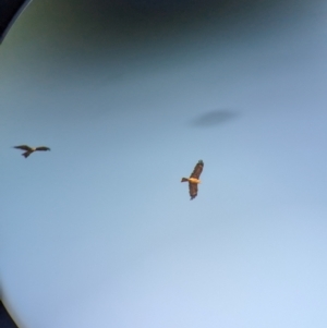 Milvus migrans at Gelston Park, NSW - 18 Dec 2023