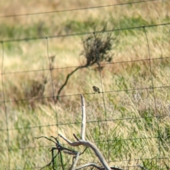 Aphelocephala leucopsis (Southern Whiteface) at Gelston Park, NSW - 18 Dec 2023 by Darcy