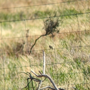 Aphelocephala leucopsis at Gelston Park, NSW - 18 Dec 2023