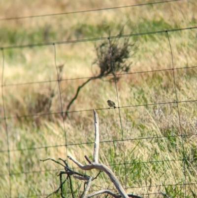 Aphelocephala leucopsis (Southern Whiteface) at Gelston Park, NSW - 18 Dec 2023 by Darcy