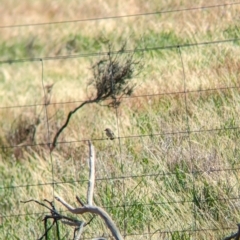Aphelocephala leucopsis at Gelston Park, NSW - suppressed