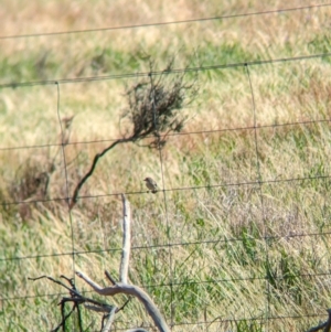 Aphelocephala leucopsis at Gelston Park, NSW - suppressed