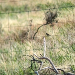 Aphelocephala leucopsis at Gelston Park, NSW - suppressed