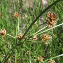 Cyperus lhotskyanus (A Sedge) at Hawker, ACT - 18 Dec 2023 by pinnaCLE