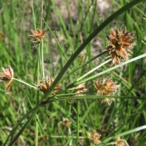 Cyperus lhotskyanus at The Pinnacle - 18 Dec 2023