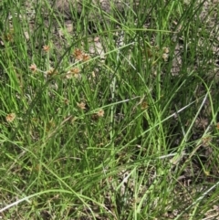 Cyperus lhotskyanus at The Pinnacle - 18 Dec 2023