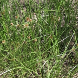 Cyperus lhotskyanus at The Pinnacle - 18 Dec 2023