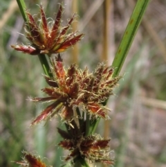 Cyperus lhotskyanus (A Sedge) at The Pinnacle - 18 Dec 2023 by pinnaCLE