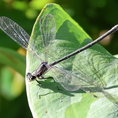 Austroargiolestes icteromelas (Common Flatwing) at Bandiana, VIC - 17 Dec 2023 by KylieWaldon