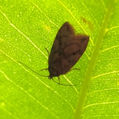 Unidentified Concealer moth (Oecophoridae) at Surf Beach, NSW - 18 Dec 2023 by Hejor1