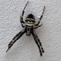 Unidentified Orb-weaving spider (several families) at Surf Beach, NSW - 18 Dec 2023 by Hejor1