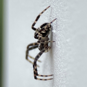 Gea theridioides at Surf Beach, NSW - 18 Dec 2023 03:27 PM