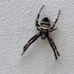 Gea theridioides at Surf Beach, NSW - 18 Dec 2023 03:27 PM