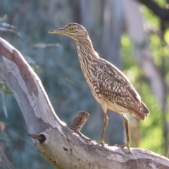 Nycticorax caledonicus (Nankeen Night-Heron) at Wodonga - 18 Dec 2023 by KylieWaldon