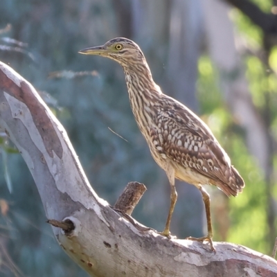 Nycticorax caledonicus (Nankeen Night-Heron) at Wodonga Regional Park - 17 Dec 2023 by KylieWaldon