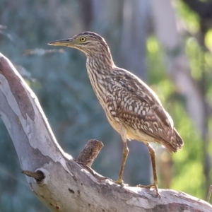 Nycticorax caledonicus at Wodonga - 18 Dec 2023