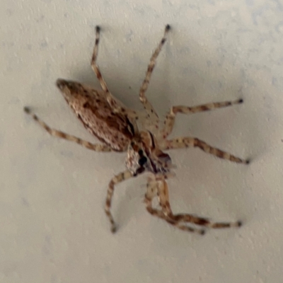 Helpis minitabunda (Threatening jumping spider) at Surf Beach, NSW - 18 Dec 2023 by Hejor1