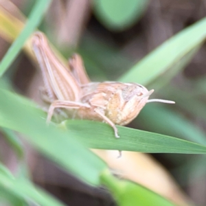 Acrididae sp. (family) at Surf Beach, NSW - 18 Dec 2023