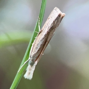 Culladia cuneiferellus at Surf Beach, NSW - 18 Dec 2023