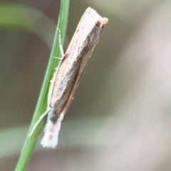 Culladia cuneiferellus at Surf Beach, NSW - 18 Dec 2023