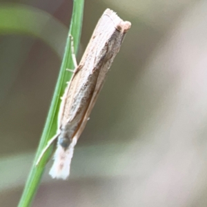 Culladia cuneiferellus at Surf Beach, NSW - 18 Dec 2023