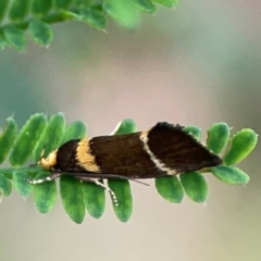 Unidentified Concealer moth (Oecophoridae) at Surf Beach, NSW - 18 Dec 2023 by Hejor1