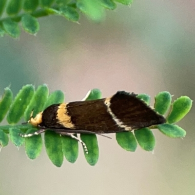 Eulechria psilopla (A Concealer moth (Eulechria group)) at Surf Beach, NSW - 18 Dec 2023 by Hejor1