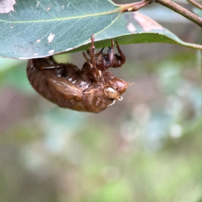 Cicadidae (family) (Unidentified cicada) at Surf Beach, NSW - 18 Dec 2023 by Hejor1