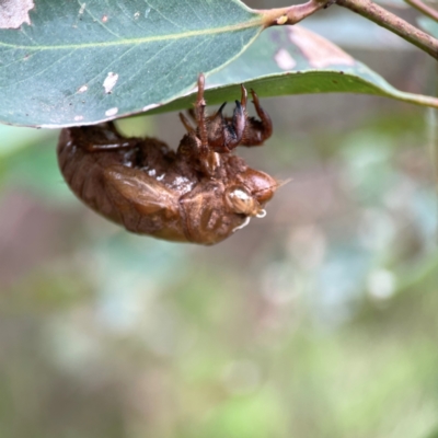 Unidentified Cicada (Hemiptera, Cicadoidea) at Surf Beach, NSW - 18 Dec 2023 by Hejor1