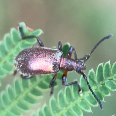 Ecnolagria grandis (Honeybrown beetle) at Surf Beach, NSW - 18 Dec 2023 by Hejor1