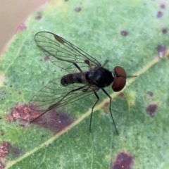 Unidentified Other true fly at Surf Beach, NSW - 18 Dec 2023 by Hejor1