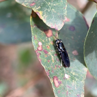 Hermetia illucens (American Soldier Fly) at Surf Beach, NSW - 18 Dec 2023 by Hejor1