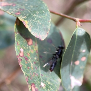 Hermetia illucens at Surf Beach, NSW - 18 Dec 2023 04:04 PM