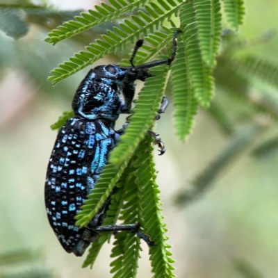 Chrysolopus spectabilis (Botany Bay Weevil) at Surf Beach, NSW - 18 Dec 2023 by Hejor1