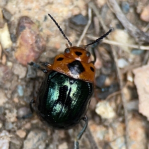 Aporocera (Aporocera) consors at Surf Beach, NSW - 18 Dec 2023