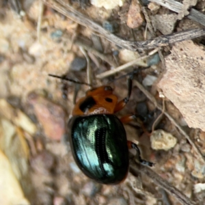 Aporocera (Aporocera) consors at Surf Beach, NSW - 18 Dec 2023