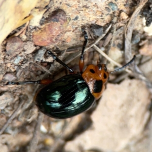 Aporocera (Aporocera) consors at Surf Beach, NSW - 18 Dec 2023