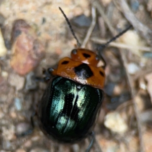 Aporocera (Aporocera) consors at Surf Beach, NSW - 18 Dec 2023