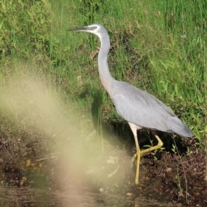 Egretta novaehollandiae at Killara, VIC - 18 Dec 2023 06:40 AM