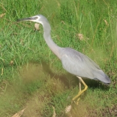 Egretta novaehollandiae at Killara, VIC - 18 Dec 2023 06:40 AM