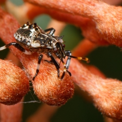 Oncocoris geniculatus (A shield bug) at Downer, ACT - 18 Dec 2023 by RobertD