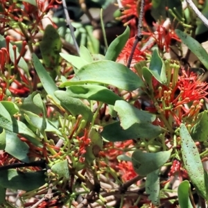 Amyema miraculosa subsp. boormanii at Wodonga - 18 Dec 2023
