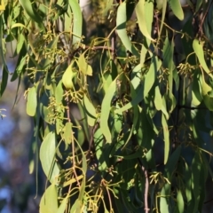 Amyema miraculosa subsp. boormanii at Wodonga - 18 Dec 2023 06:25 AM