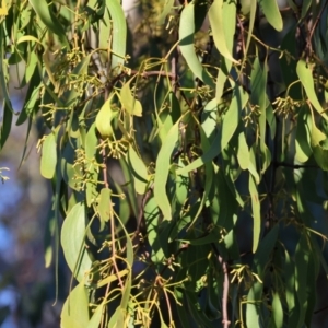 Amyema miraculosa subsp. boormanii at Wodonga - 18 Dec 2023