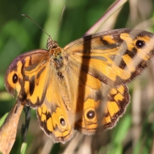 Heteronympha merope at Wodonga - 18 Dec 2023 06:25 AM