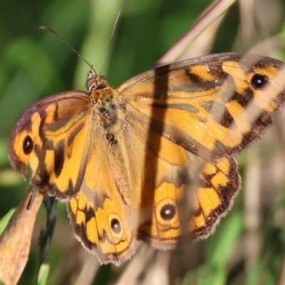 Heteronympha merope (Common Brown Butterfly) at Wodonga Regional Park - 17 Dec 2023 by KylieWaldon