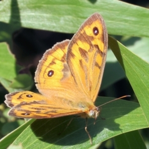 Heteronympha merope at Wodonga - 18 Dec 2023 06:25 AM